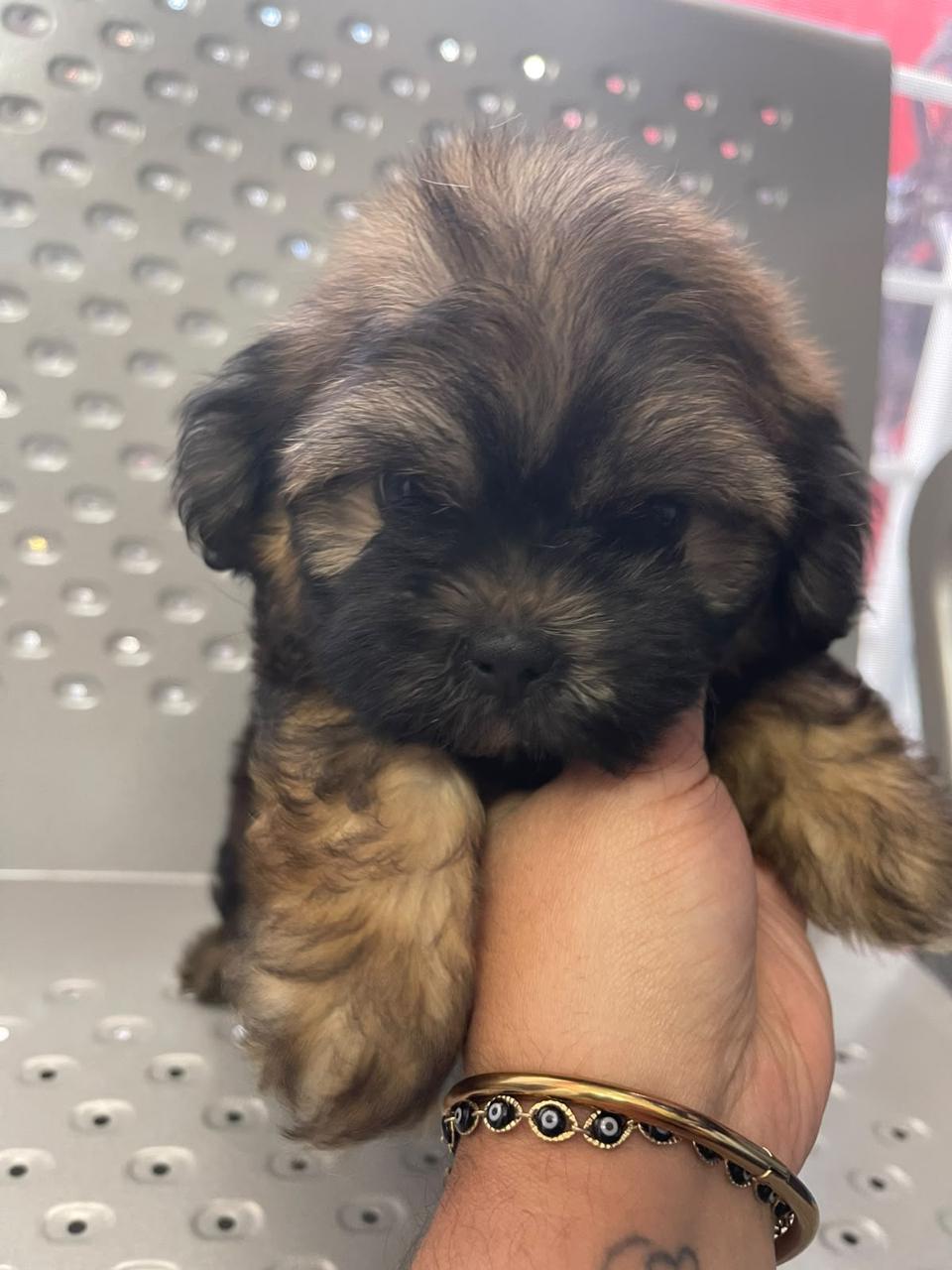OFERTA CACHORRO SHIPOO HEMBRA EN UBICADO EN SANTO DOMINGO Y TIENE SU V Foto 7322847-2.jpg