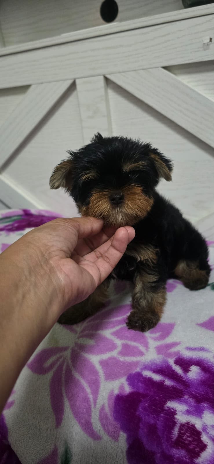 Especial de cachorro yorkie ambos sexo en santo domingo esta ubicado n Foto 7323032-3.jpg