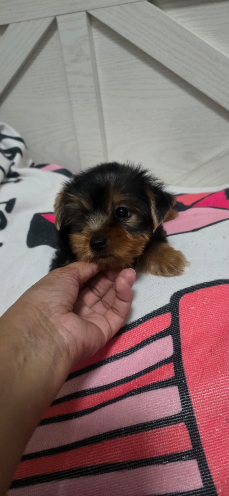 Especial de cachorro yorkie ambos sexo en santo domingo esta ubicado n Foto 7323032-4.jpg