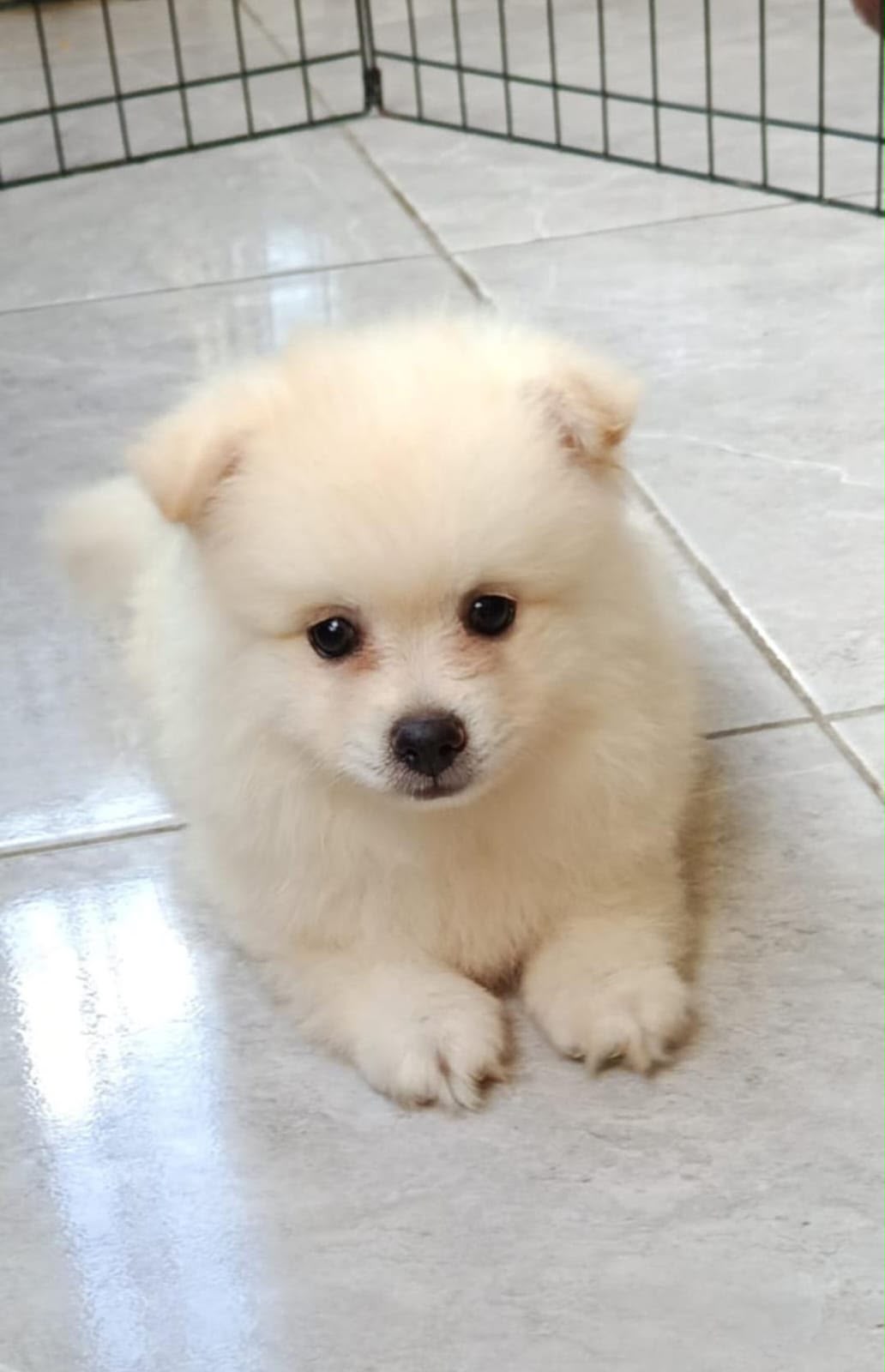 Especial de cachorro pomerania macho en santiago esta ubicado nuestros Foto 7323036-1.jpg
