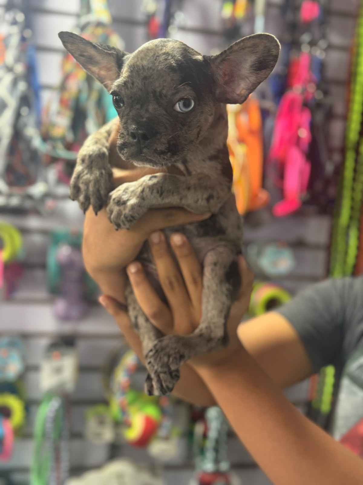 Especial de cachorro bulldog frances merle hembra en santo domingo est Foto 7323040-2.jpg