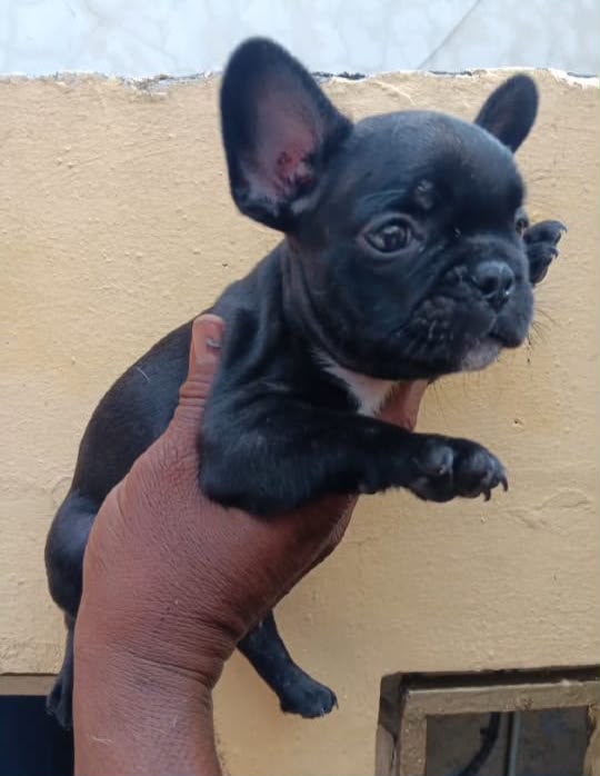 Especial de cachorro bulldog frances macho en santo domingo esta ubica Foto 7323041-1.jpg
