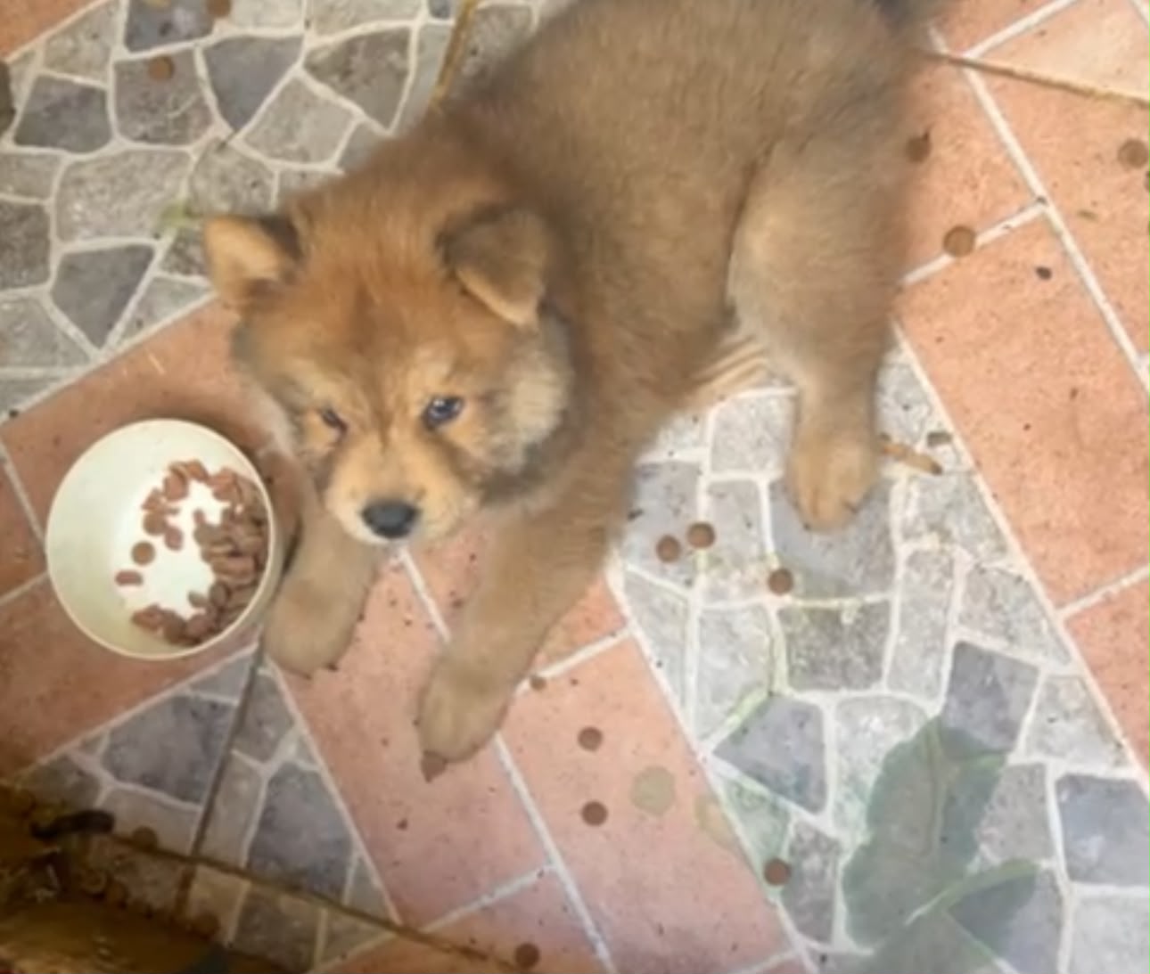Especial de cachorro chow chow macho en santo domingo esta ubicado nue Foto 7323042-3.jpg
