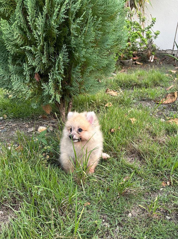 Especial de cachorro pomerania macho en santiago esta ubicado nuestros Foto 7323044-2.jpg