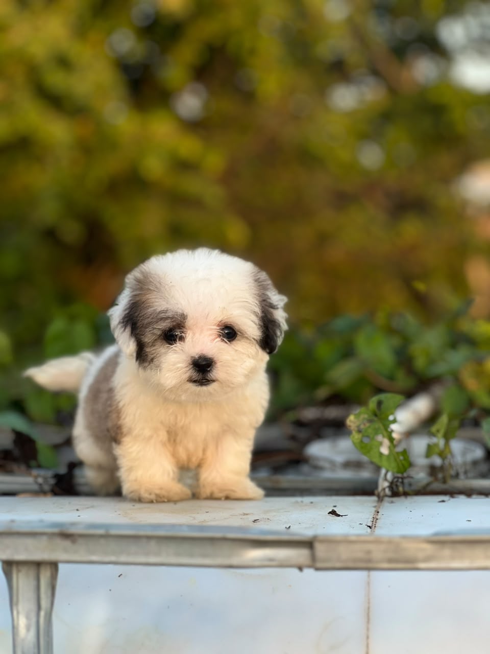 Especial de cachorro shipoo pequeñita hembra en santo domingo esta ubi Foto 7323050-5.jpg