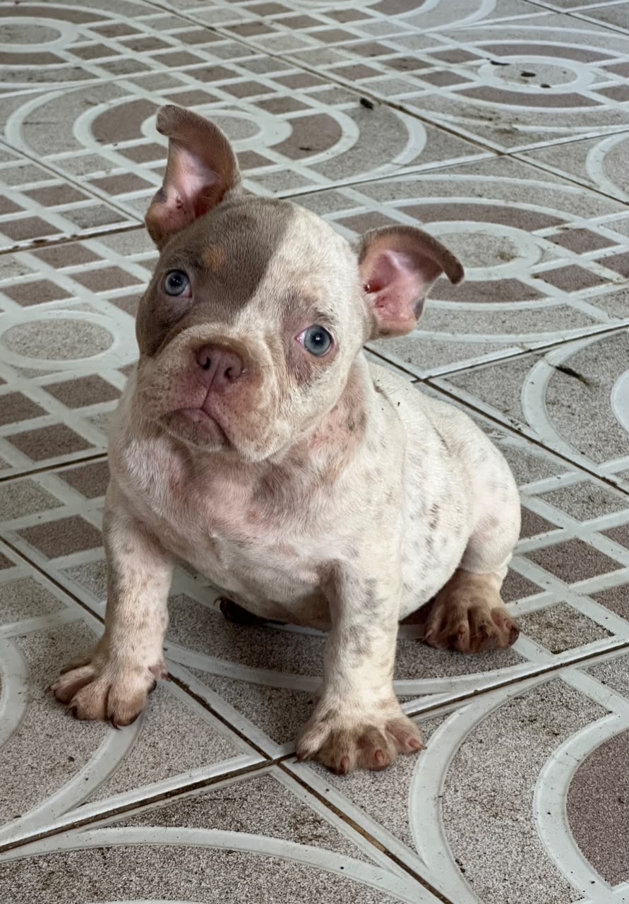 OFERTA CACHORRO AMERICAN BULLY POCKET HEMBRA UBICADO EN SANTO DOMINGO  Foto 7323148-2.jpg