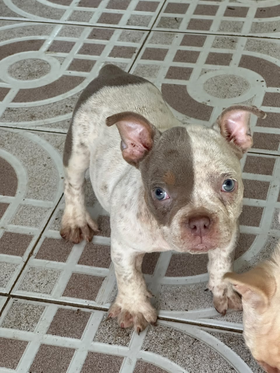 OFERTA CACHORRO AMERICAN BULLY POCKET HEMBRA UBICADO EN SANTO DOMINGO  Foto 7323148-3.jpg