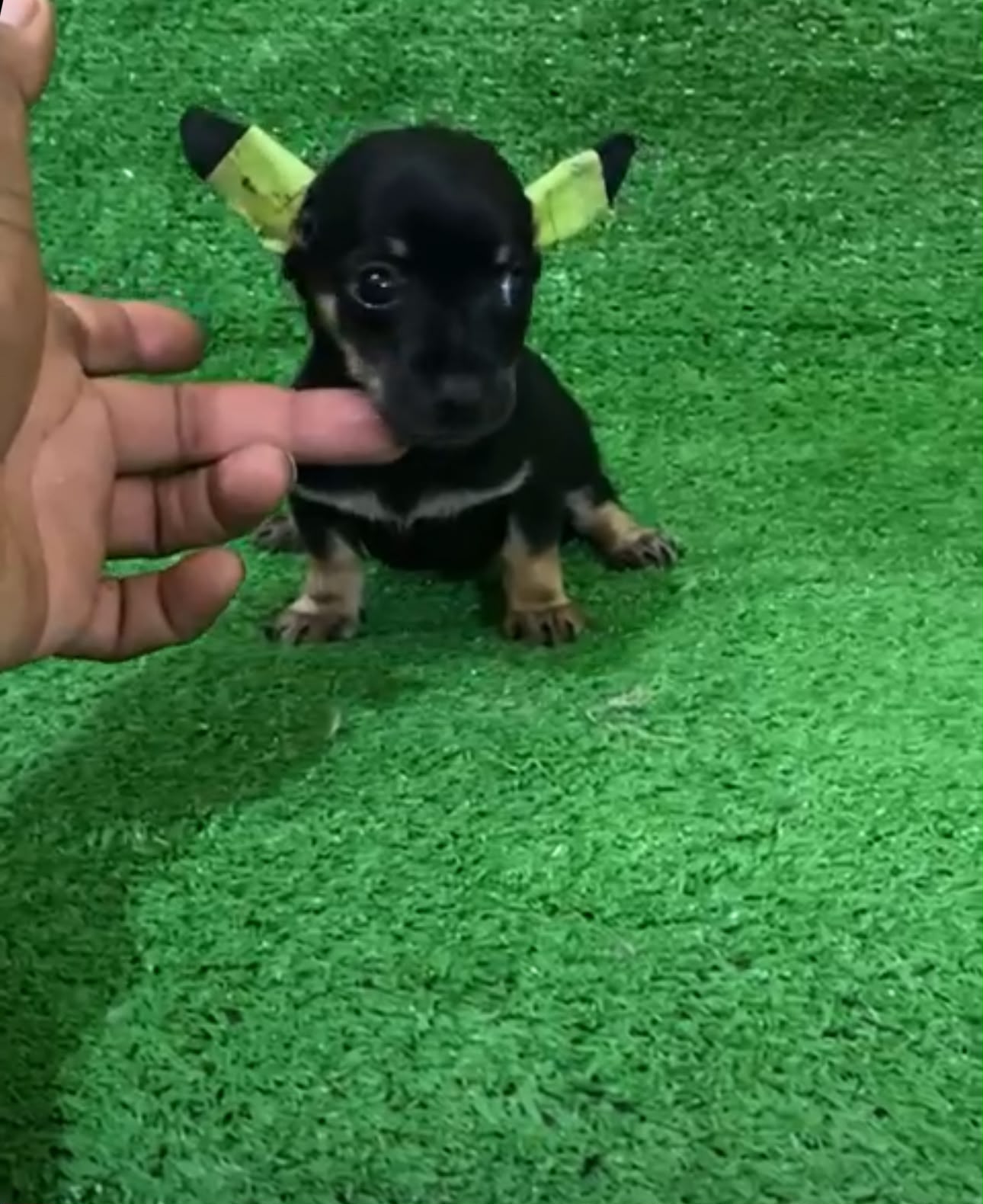 OFERTA CACHORRO CHIHUAHUA AMBOS SEXO UBICADO EN SANTO DOMINGO Y TIENE  Foto 7323171-1.jpg