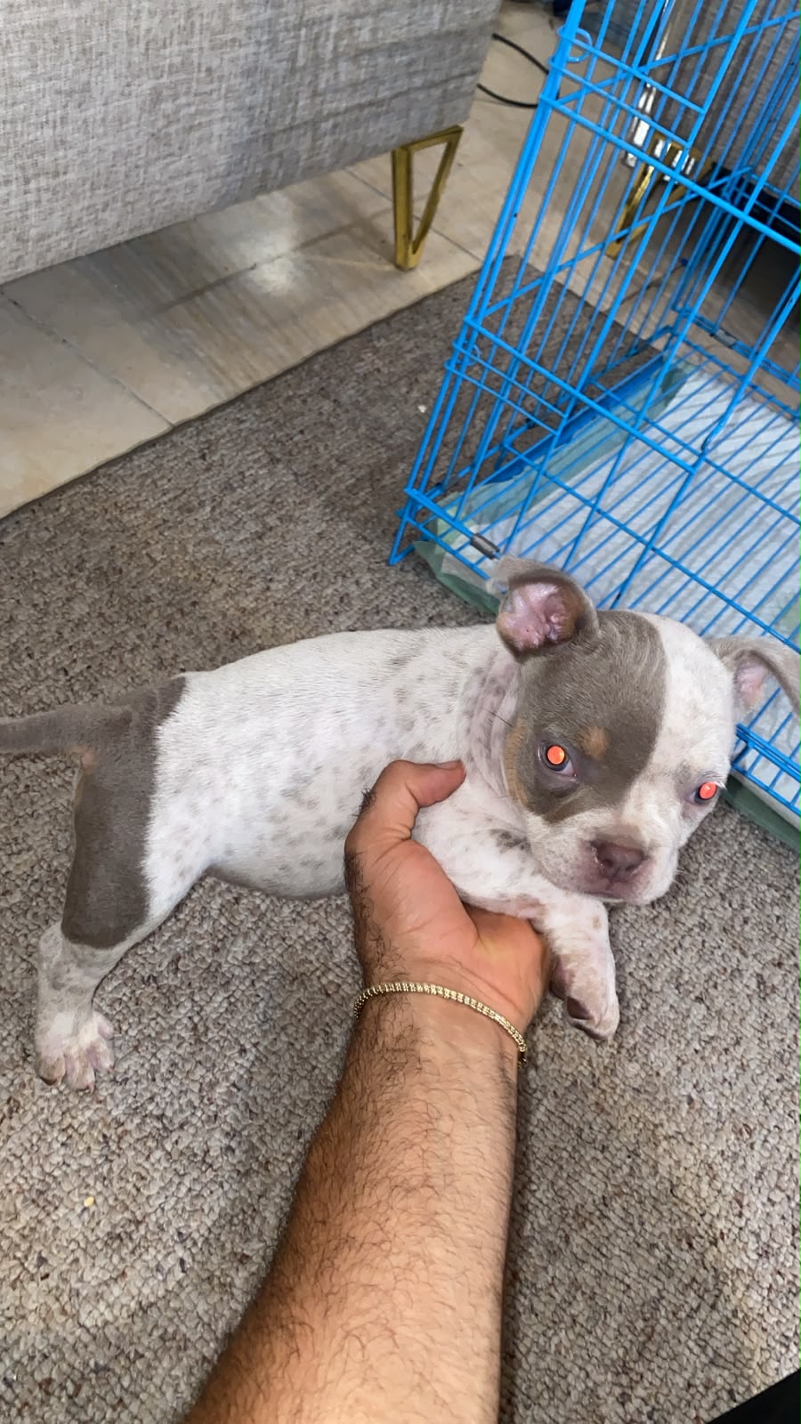American bully pocket hembra exotica oferta Foto 7323285-4.jpg