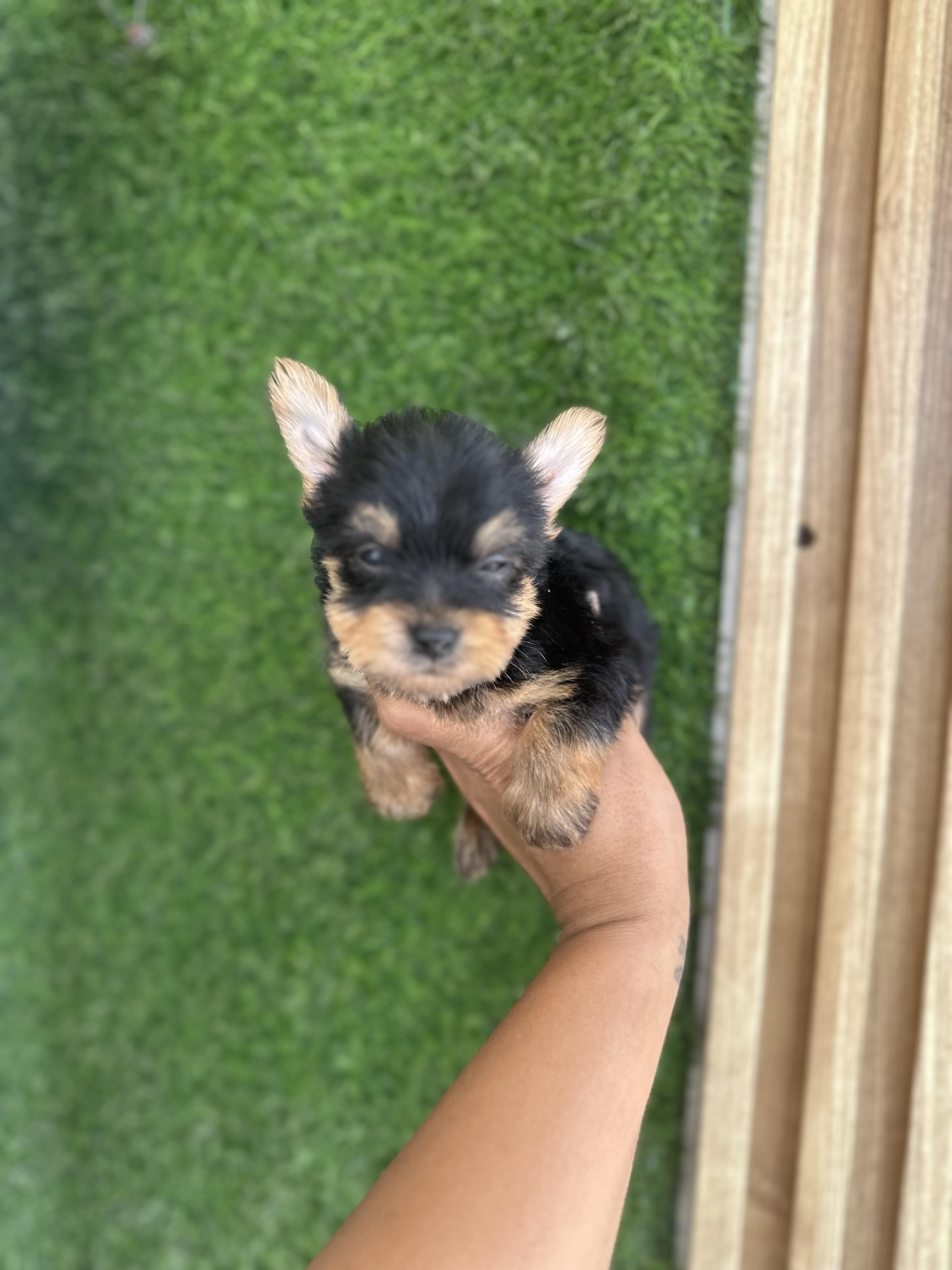 YORKIE MINI MACHO  Foto 7323547-2.jpg