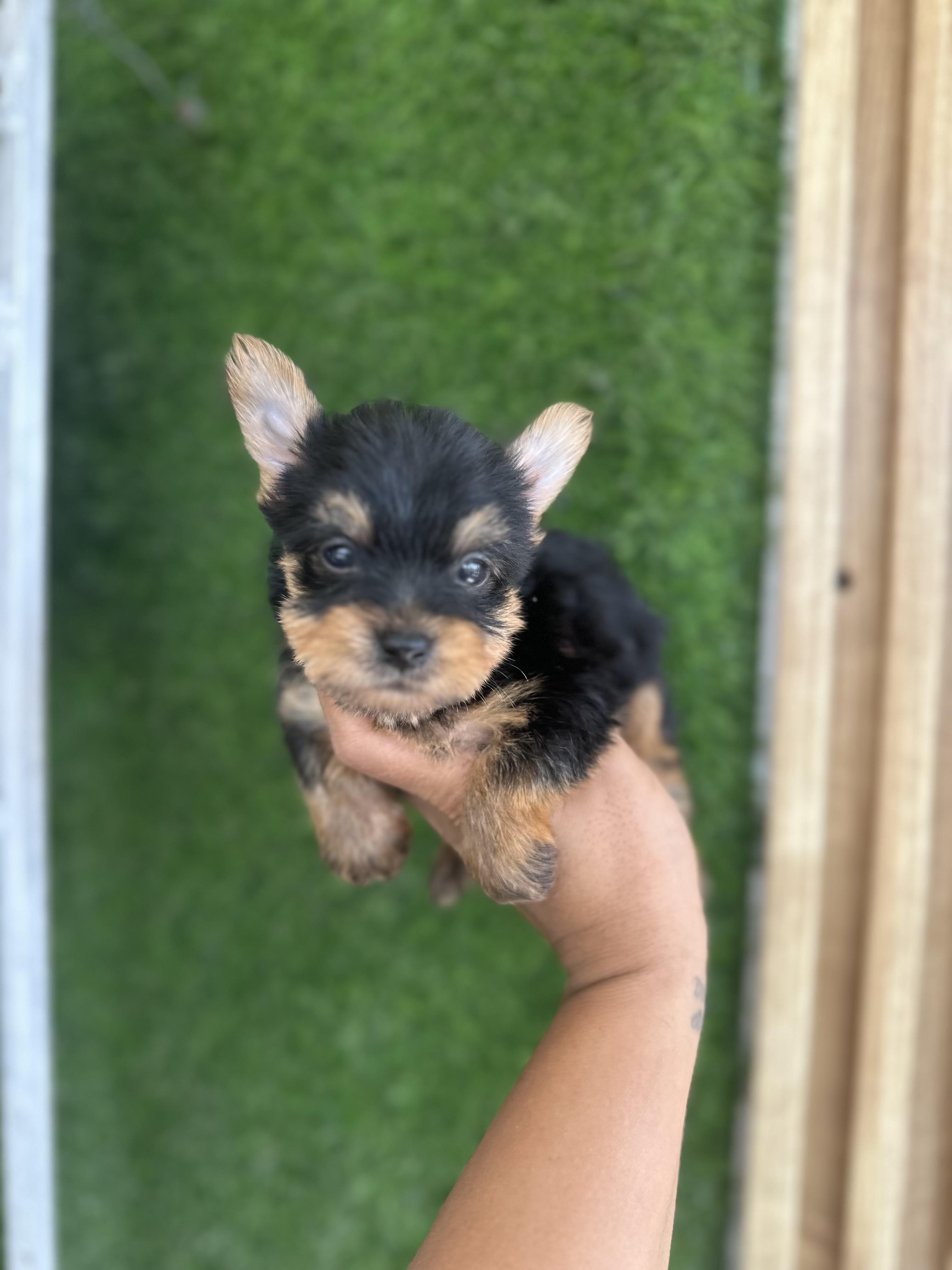 YORKIE MINI MACHO  Foto 7323547-4.jpg