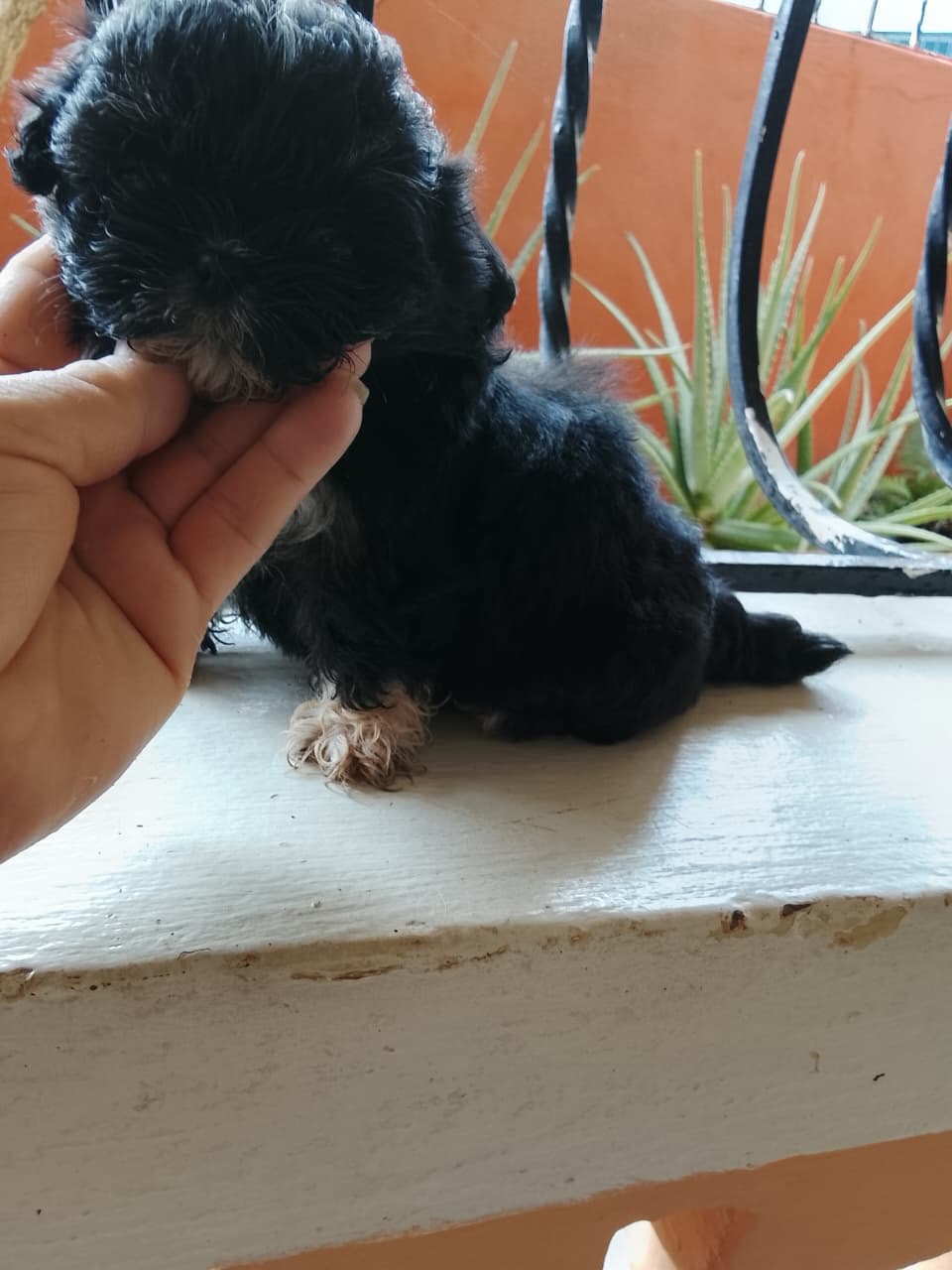 OFERTA CACHORRO SHIH TZU HEMBRA UBICADO EN SANTO DOMINGO Y TIENE SU VA Foto 7323606-1.jpg