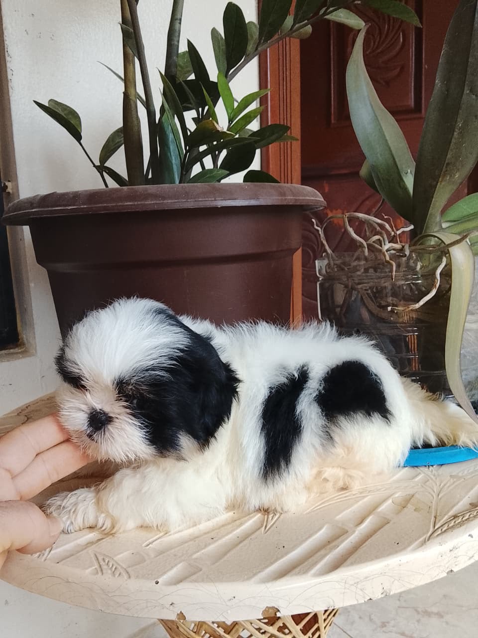 OFERTA CACHORRO SHIH TZU HEMBRA UBICADO EN SANTO DOMINGO Y TIENE SU VA Foto 7323606-3.jpg