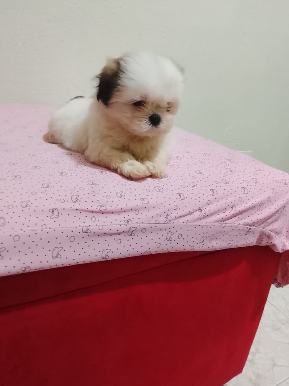 OFERTA CACHORRO SHIH TZU HEMBRA UBICADO EN SANTO DOMINGO Y TIENE SU VA Foto 7323606-4.jpg