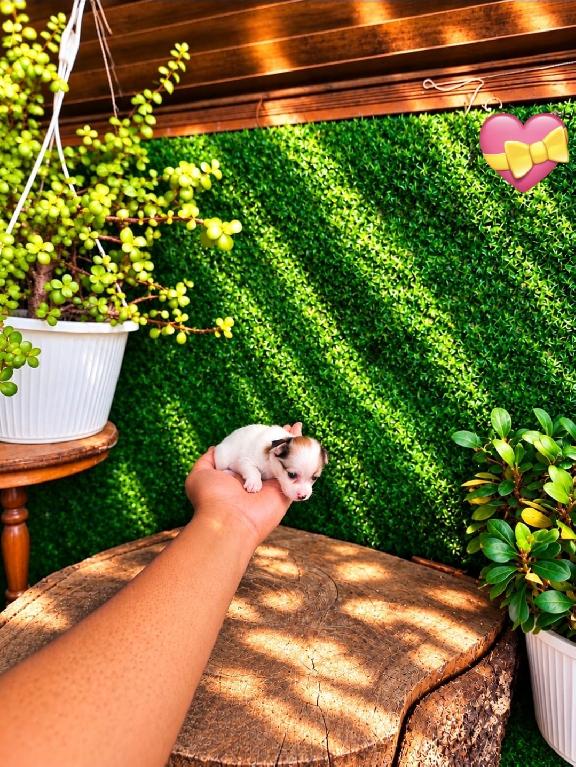 OFERTA CACHORRO CHIHUAHUA HEMBRA MINI UBICADO EN SANTO DOMINGO Y TIENE Foto 7323608-1.jpg