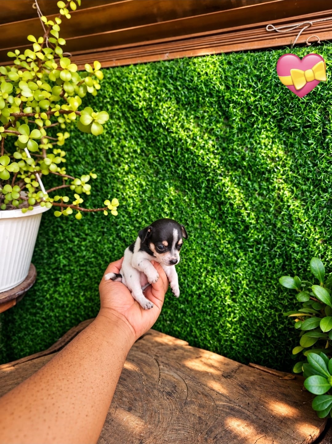OFERTA CACHORRO CHIHUAHUA HEMBRA MINI UBICADO EN SANTO DOMINGO Y TIENE Foto 7323608-5.jpg