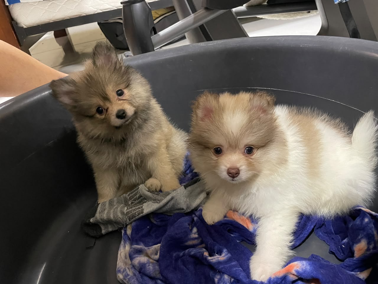 OFERTA CACHORRO POMERANIA AMBOS SEXO UBICADO EN SANTO DOMINGO Y TIENE  Foto 7323609-2.jpg