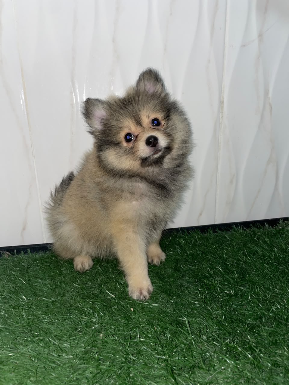 OFERTA CACHORRO POMERANIA AMBOS SEXO UBICADO EN SANTO DOMINGO Y TIENE  Foto 7323609-3.jpg