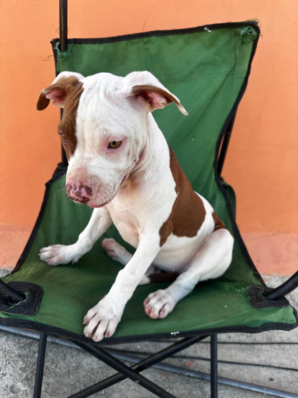OFERTA CACHORRO PITBULL AMBOS SEXO UBICADO EN SANTO DOMINGO Y TIENE SU Foto 7323610-1.jpg