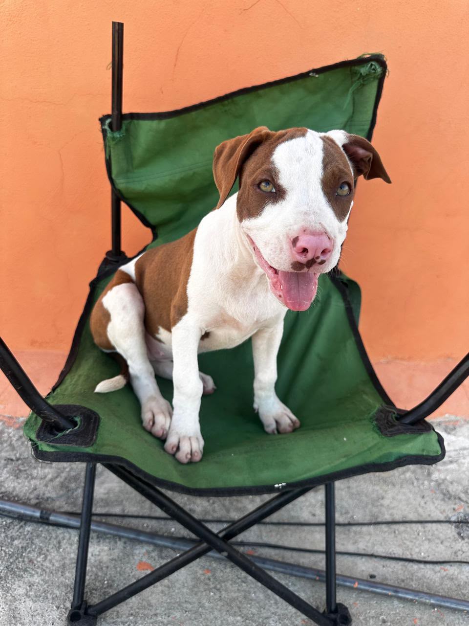 OFERTA CACHORRO PITBULL AMBOS SEXO UBICADO EN SANTO DOMINGO Y TIENE SU Foto 7323610-3.jpg