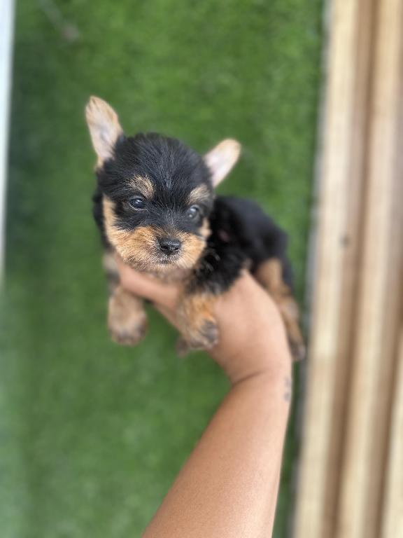 Yorkie toy macho  Foto 7323660-1.jpg