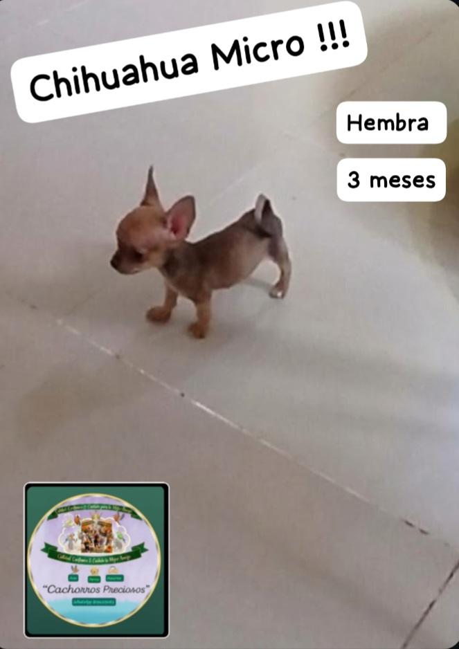 Chihuahua Micro  Foto 7323692-2.jpg