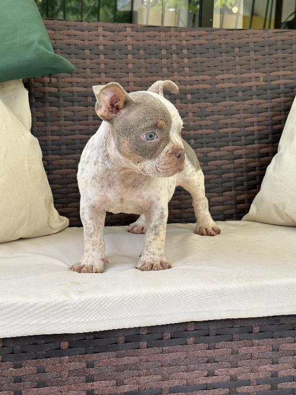 American Bully pocket hembra exotica en Santo Domingo DN Foto 7323899-1.jpg
