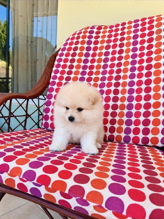 OFERTA CACHORRO POMERANIA MACHO EN UBICADO EN SANTO DOMINGO Y TIENE S Foto 7323939-1.jpg