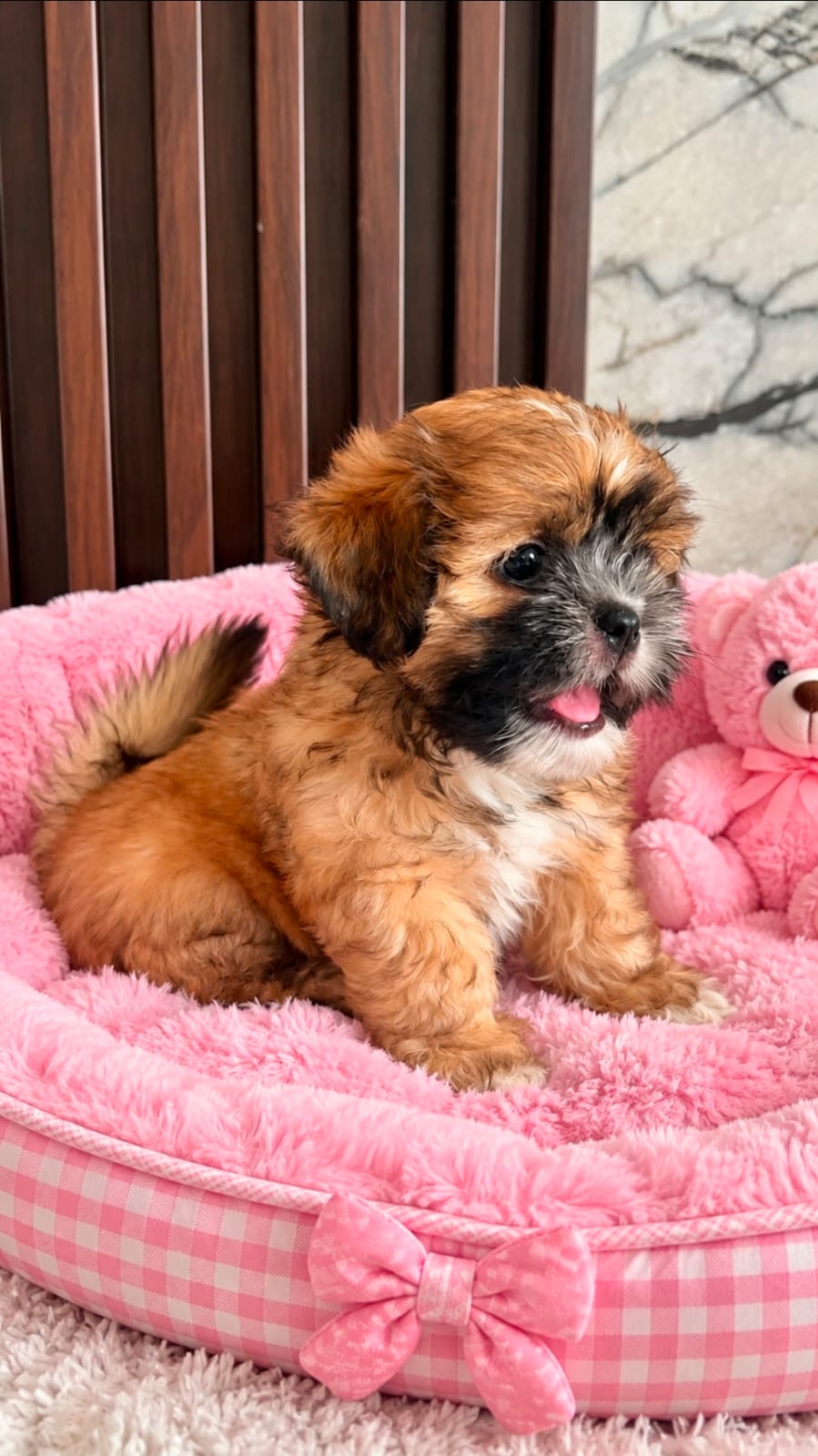 OFERTA CACHORRO SHIPOO HEMBRA EN UBICADO EN SANTO DOMINGO Y TIENE SU V Foto 7323940-1.jpg