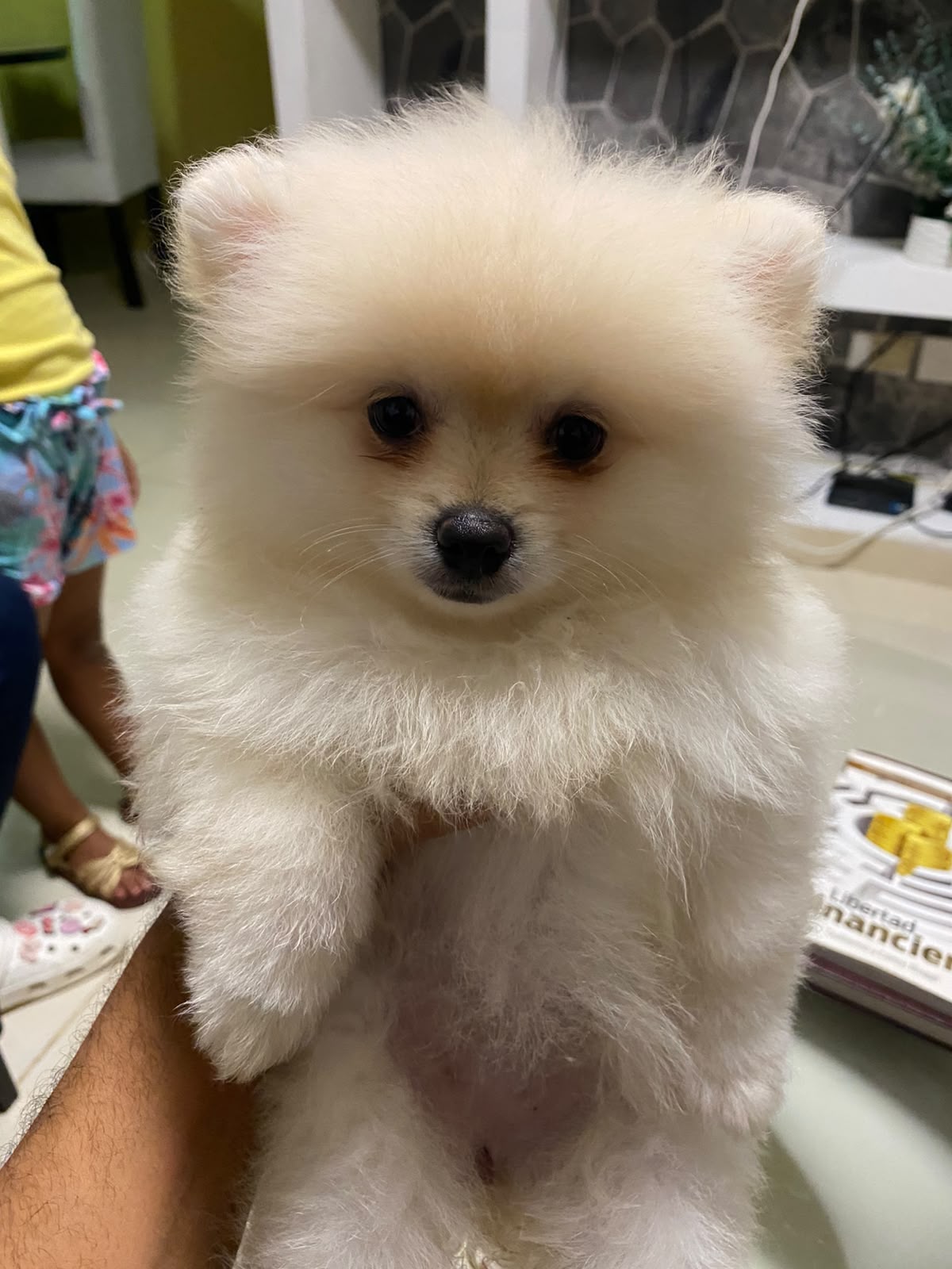 Especial de cachorro pomerania ambos sexo en santo domingo esta ubicad Foto 7323943-4.jpg