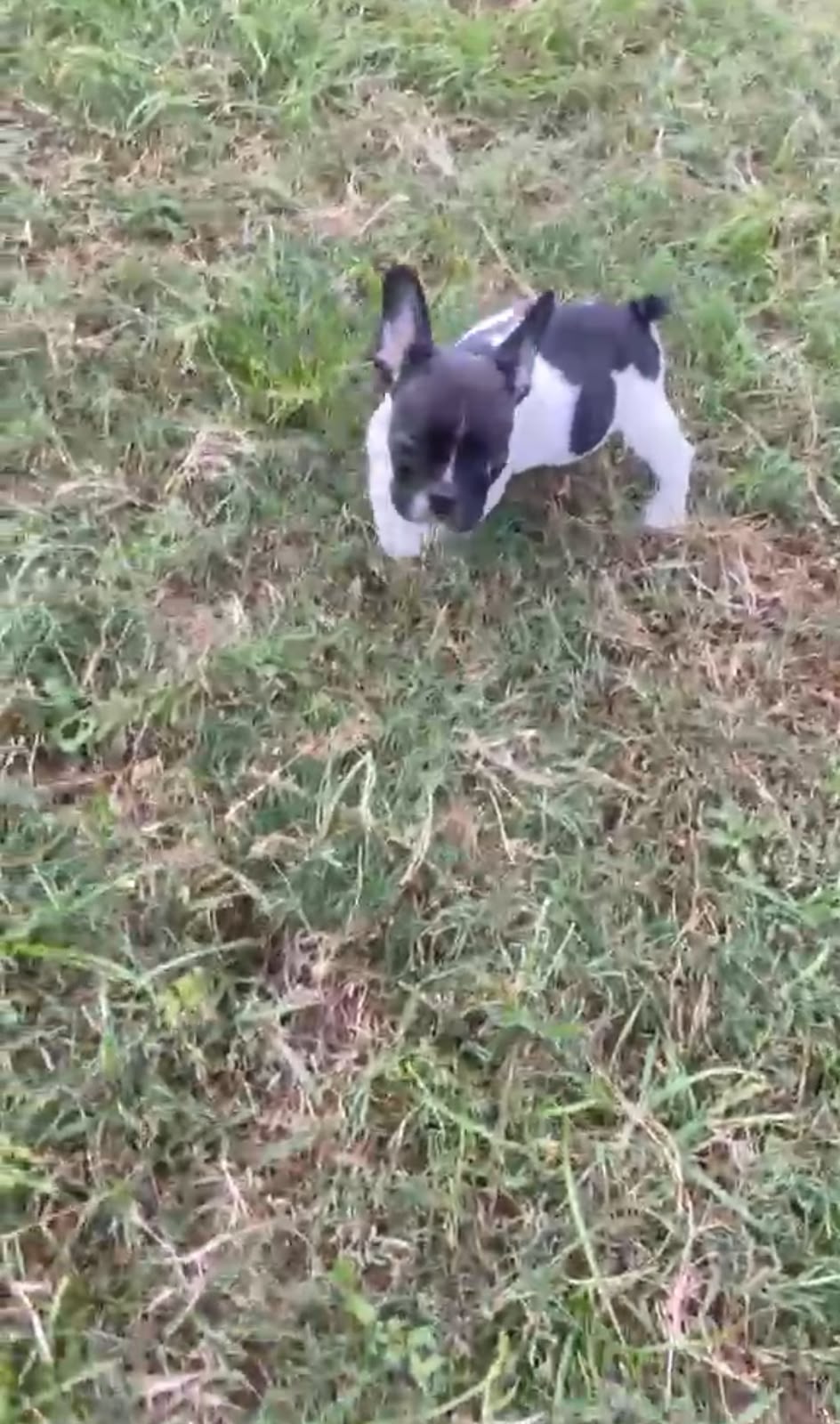 OFERTA CACHORRO BULLDOG FRANCES MACHO CON SU VACUNA AL DIA EN SANTO DO Foto 7323944-2.jpg