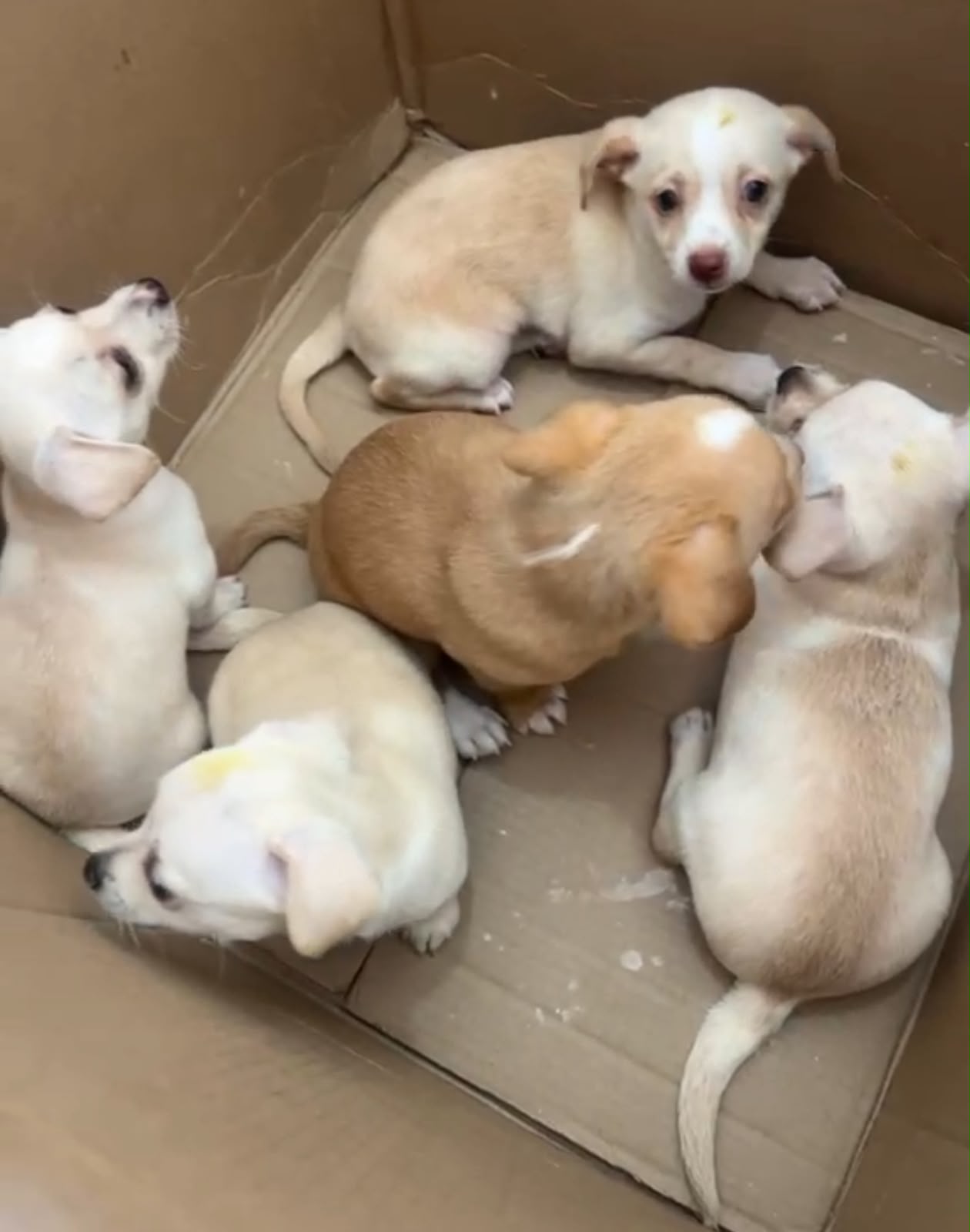 OFERTA CACHORRO CHIHUAHUA  AMBOS SEXO EN SANTO DOMINGO Y VACUNA AL DIA Foto 7323945-2.jpg