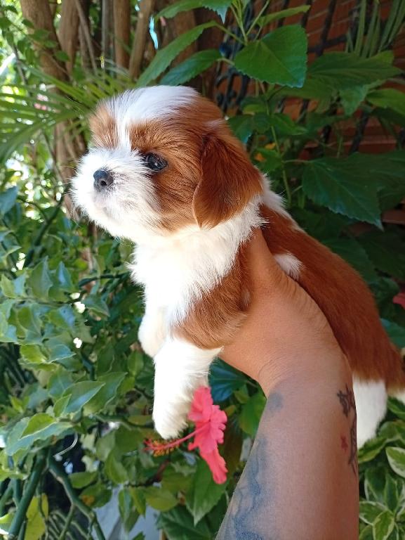 OFERTA CACHORRO SHIPOO MACHO UBICADO EN SANTO DOMINGO Y TIENE SU VACUN Foto 7323948-1.jpg