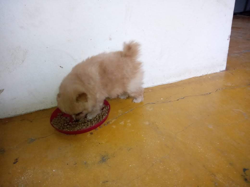 Cachorro pequeño peludo  Foto 7323988-2.jpg