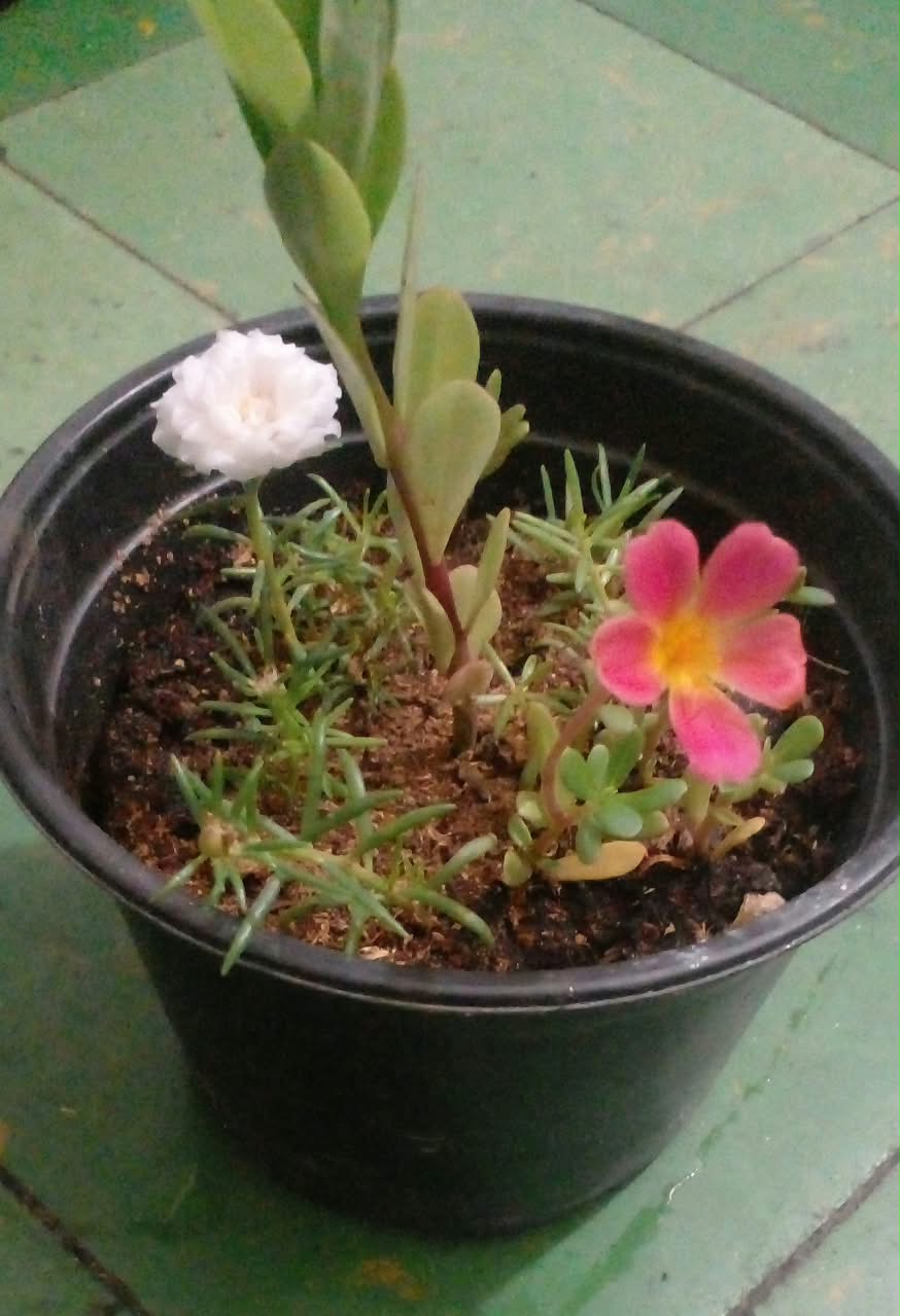 Maceta con Variedad de Plantas y Flores Foto 7323996-1.jpg