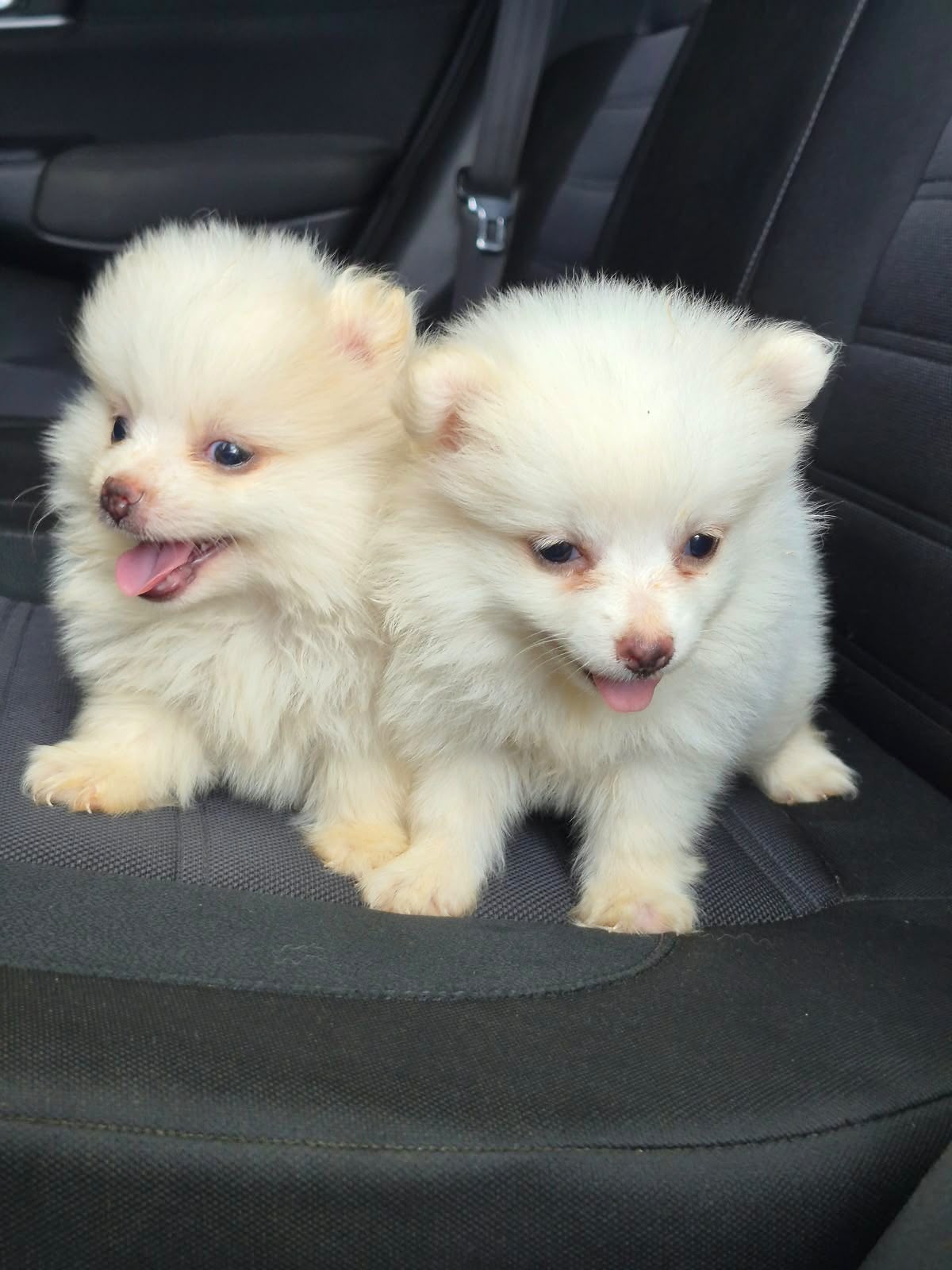 OFERTA CACHORRO POMERANIA AMBOS SEXO UBICADO EN SANTIAGO Y TIENE SU VA Foto 7324031-2.jpg