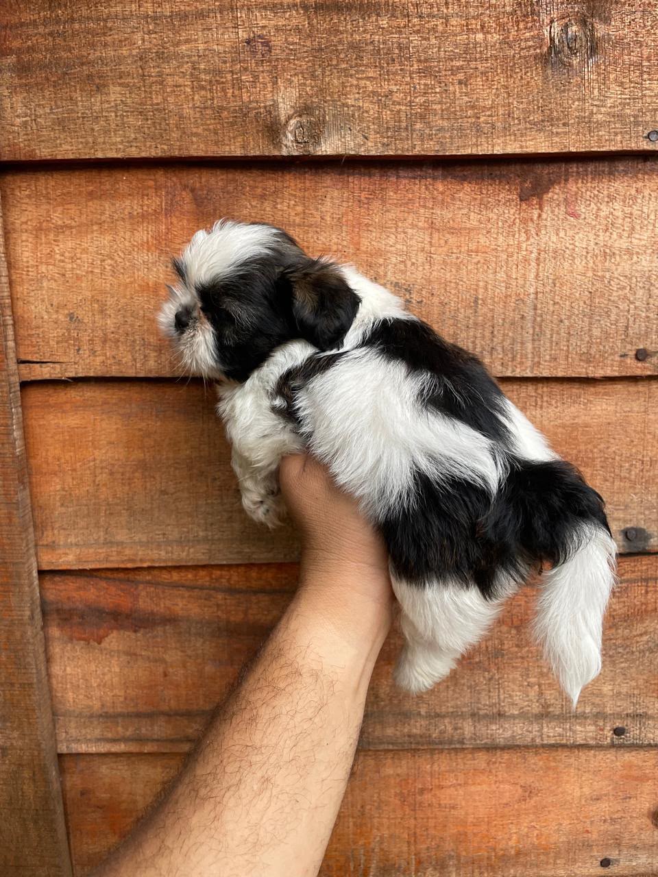 OFERTA CACHORRO SHIH TZU AMBOS SEXO UBICADO EN SANTO DOMINGO Y TIENE S Foto 7324032-2.jpg