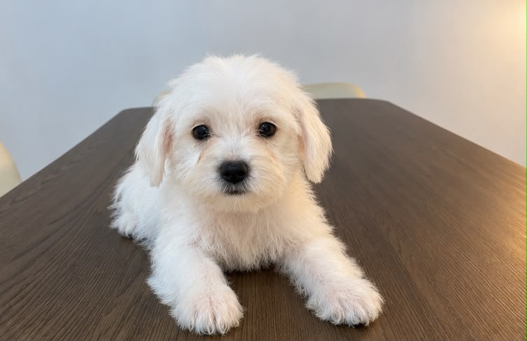 Especial de cachorro maltipoo hembra en santo domingo esta ubicado nue Foto 7324036-1.jpg