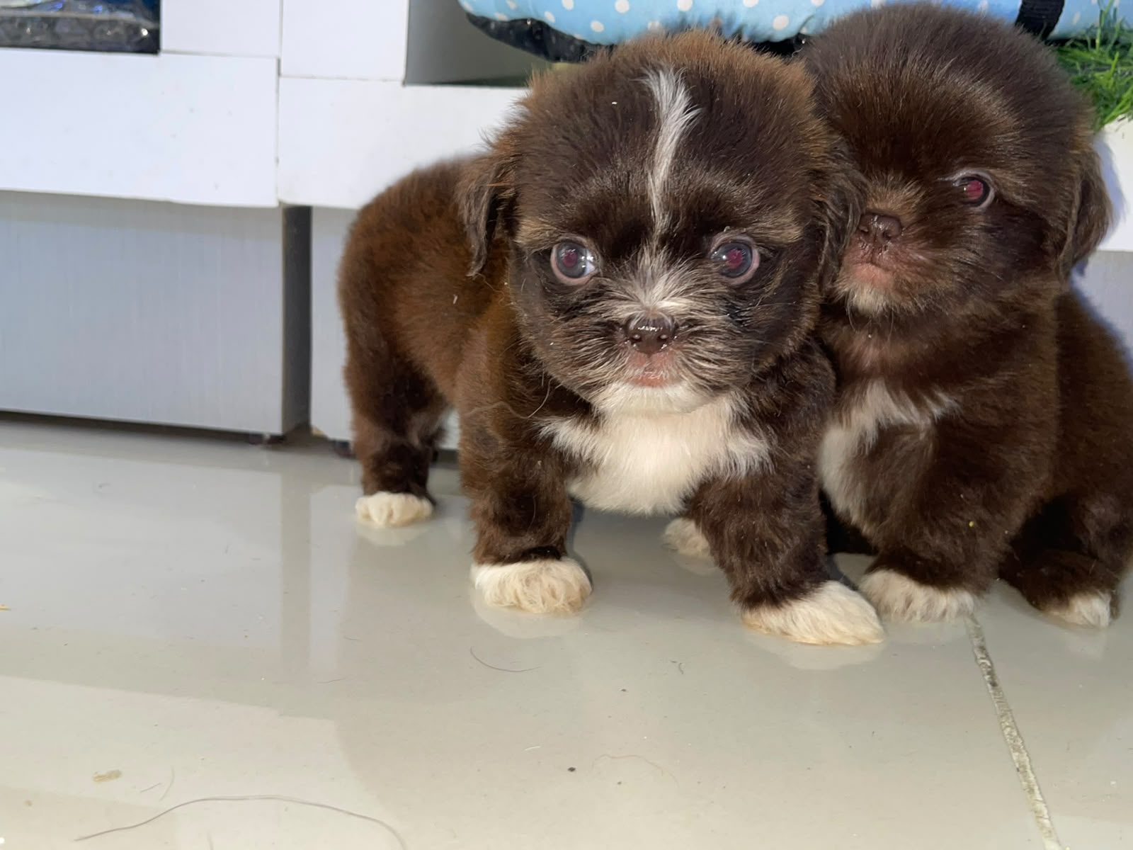 Shipoo Chocolate Machos  Foto 7324113-3.jpg