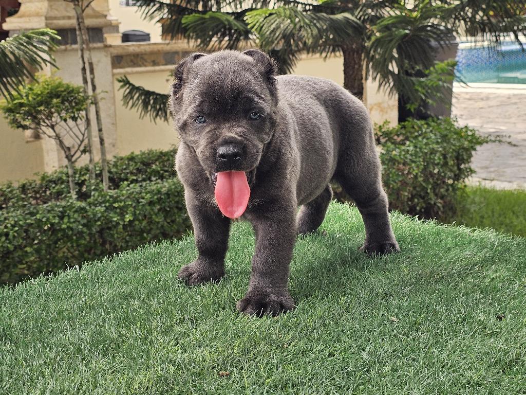 Cane Corso con Pedigree Ambos Sexos  Foto 7324448-1.jpg