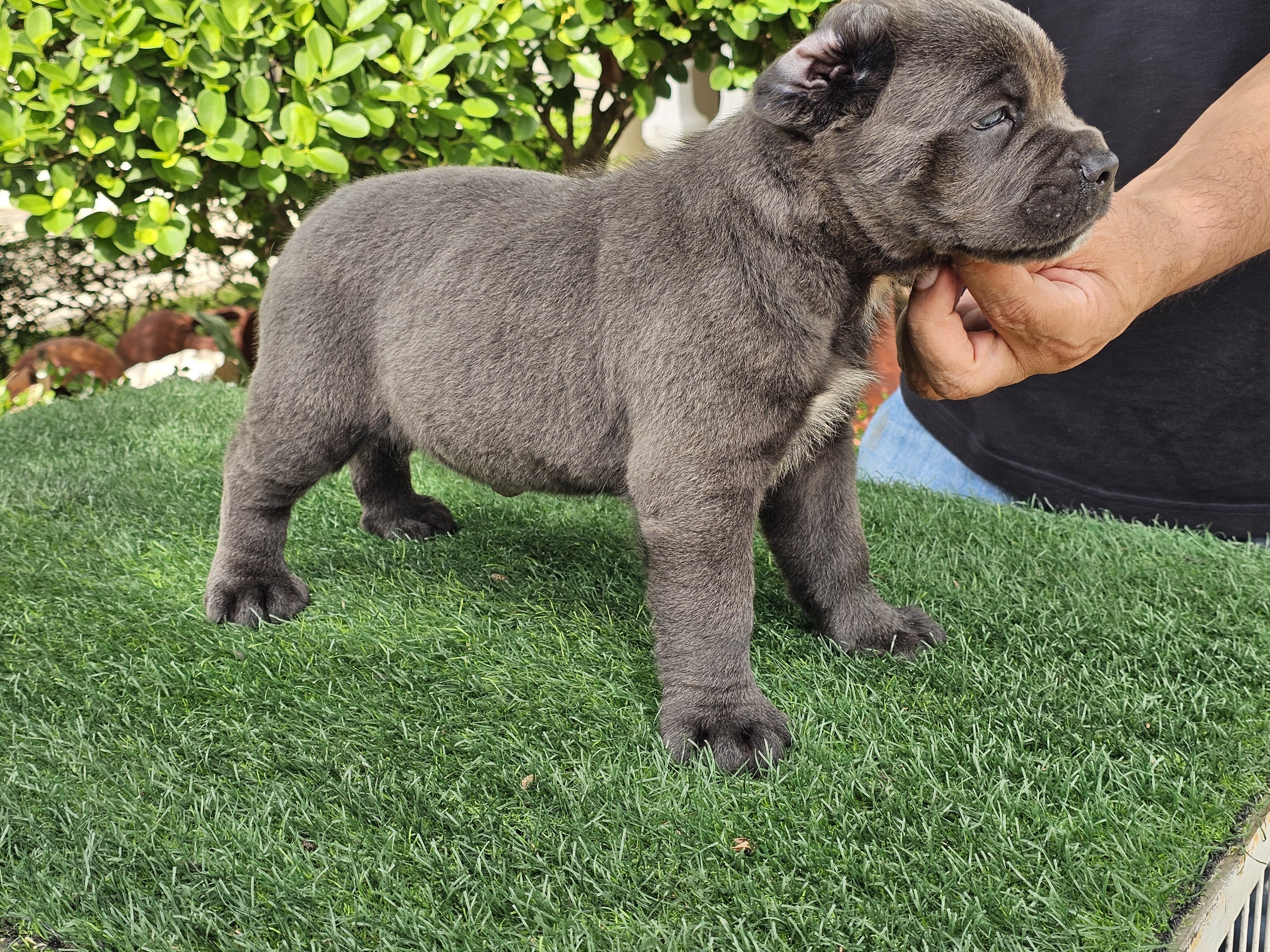 Cane Corso con Pedigree Ambos Sexos  Foto 7324448-3.jpg