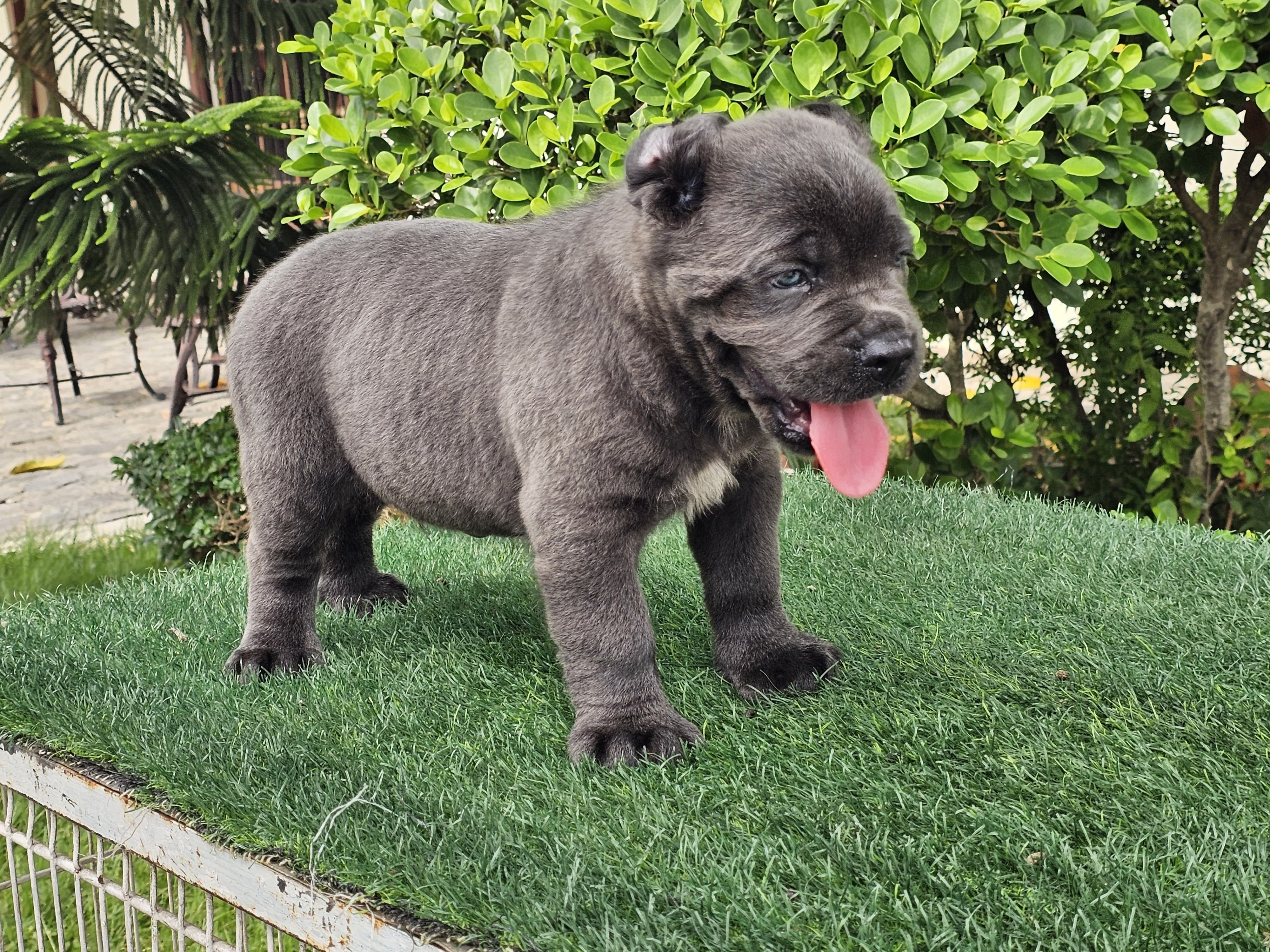 Cane Corso con Pedigree Ambos Sexos  Foto 7324448-4.jpg