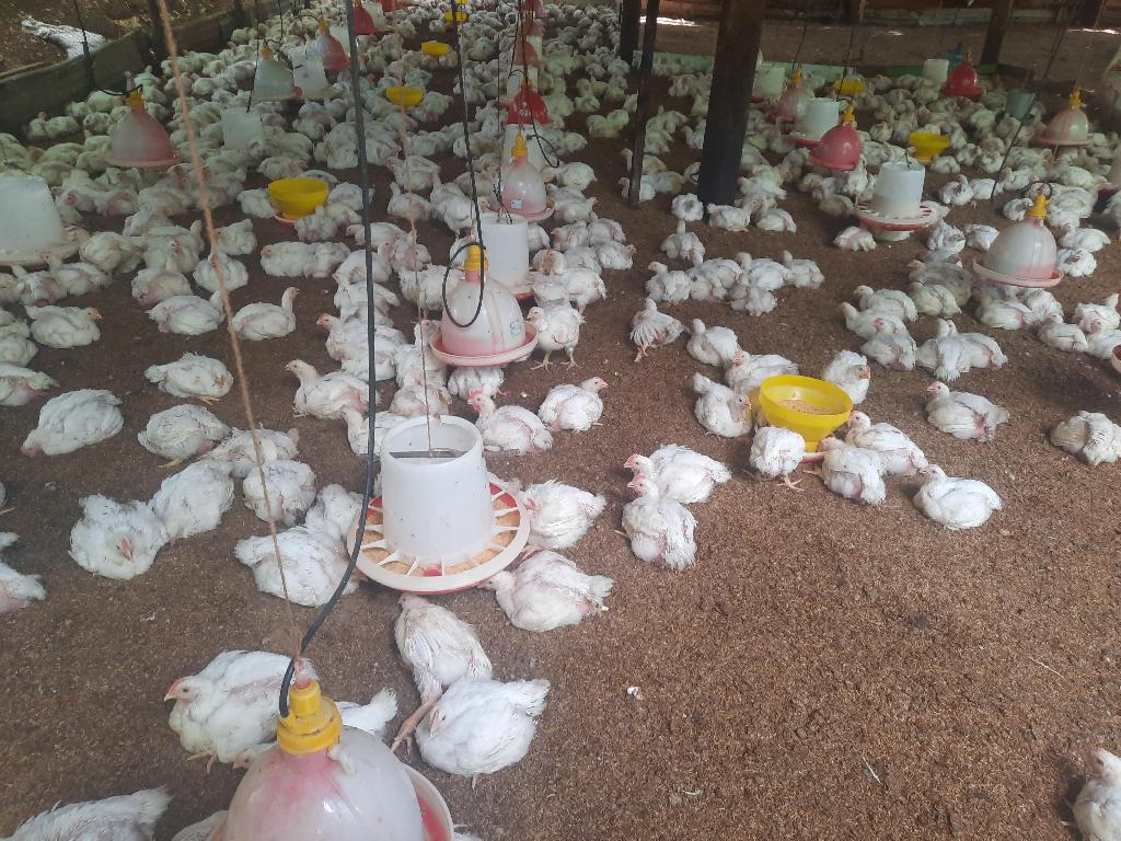 Venta de pollo al por mayor granja .cell 8493576218 Foto 7324643-1.jpg