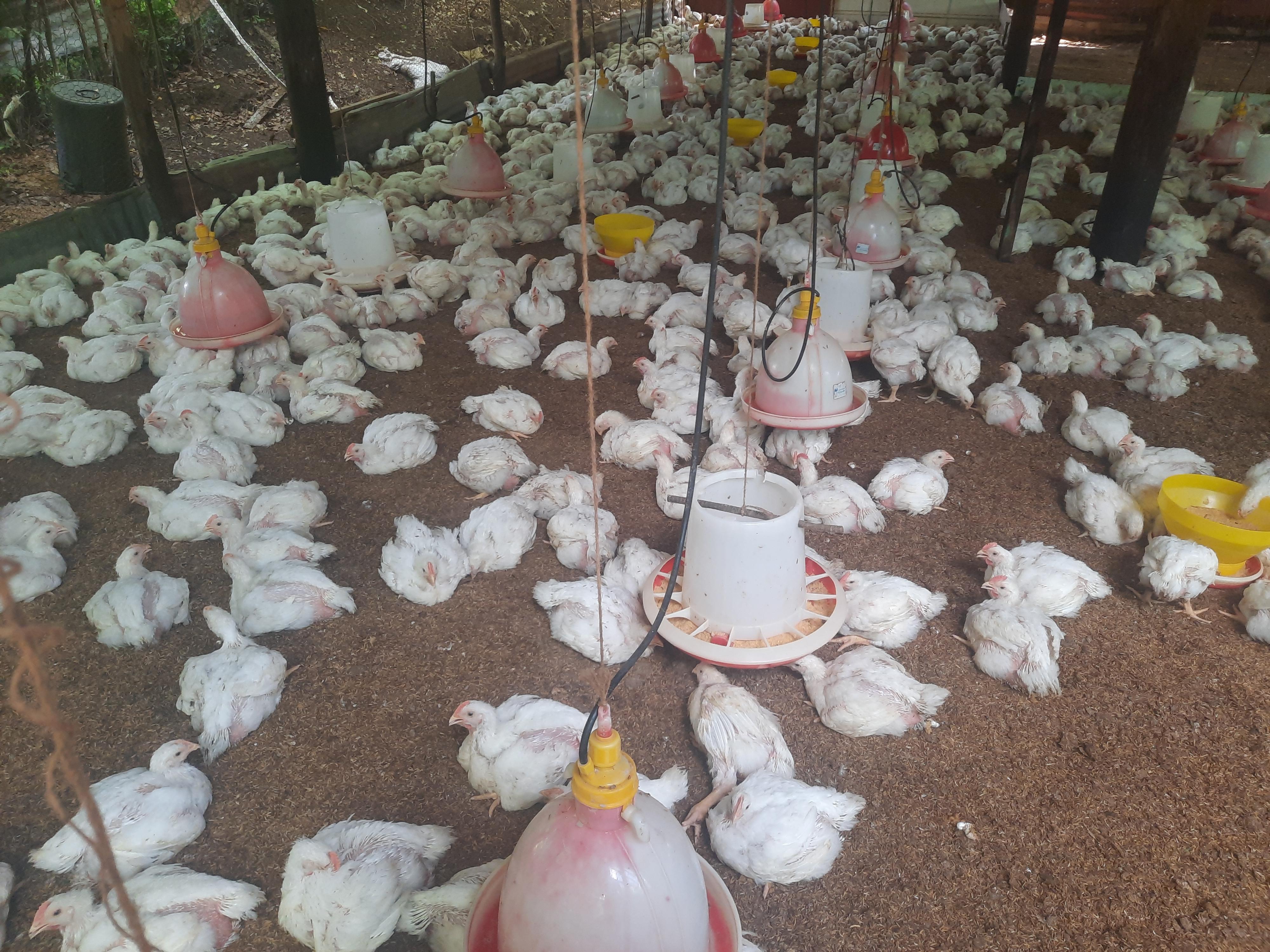 Venta de pollo al por mayor granja .cell 8493576218 Foto 7324643-2.jpg