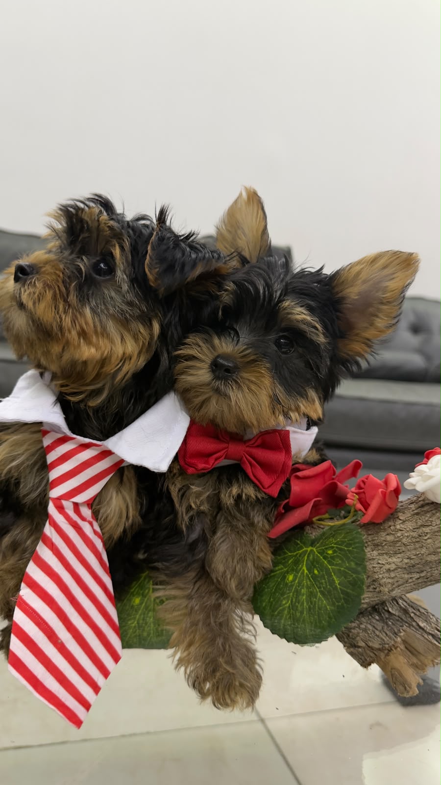 Yorkshire Terrier disponibles - 3 hembras y 2 machos Foto 7324823-1.jpg